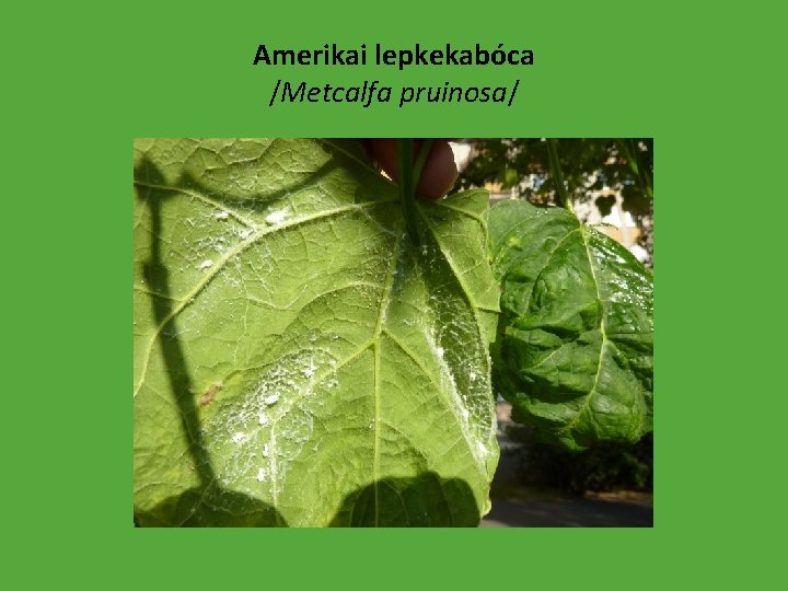 Amerikai lepkekabóca /Metcalfa pruinosa/ 