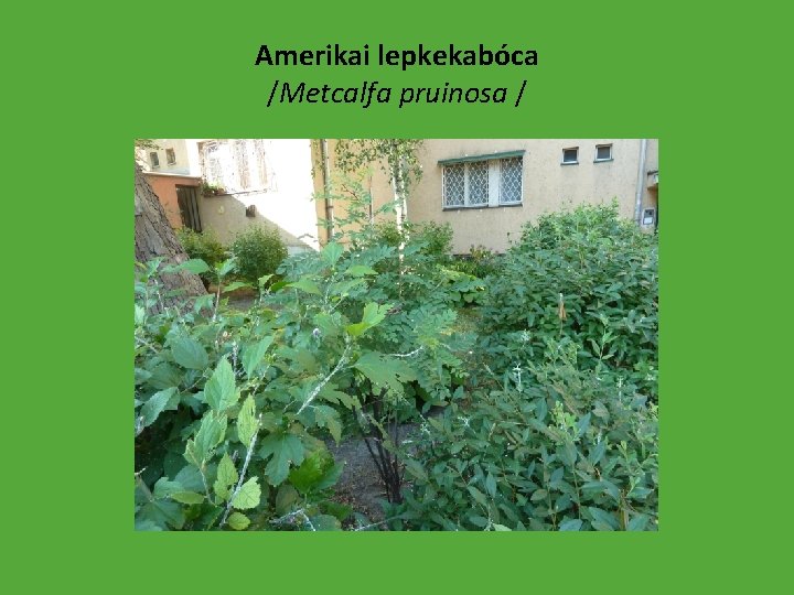 Amerikai lepkekabóca /Metcalfa pruinosa / 