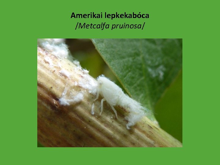 Amerikai lepkekabóca /Metcalfa pruinosa/ 