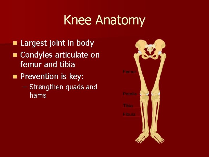 Knee Anatomy Largest joint in body n Condyles articulate on femur and tibia n
