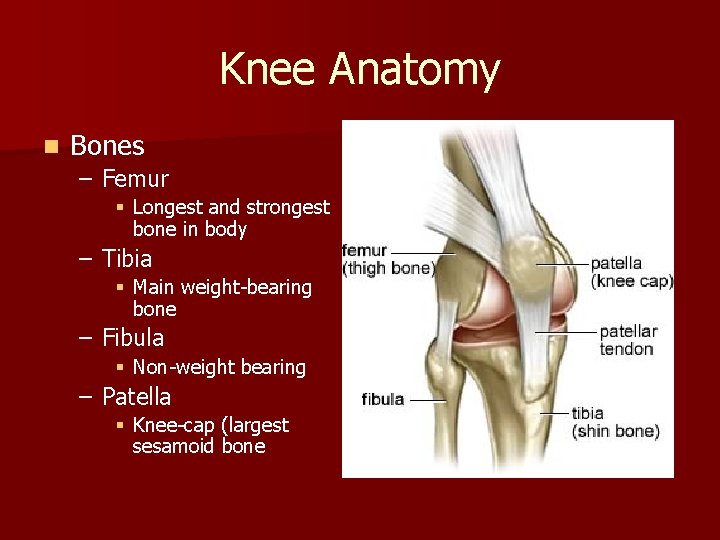 Knee Anatomy n Bones – Femur § Longest and strongest bone in body –