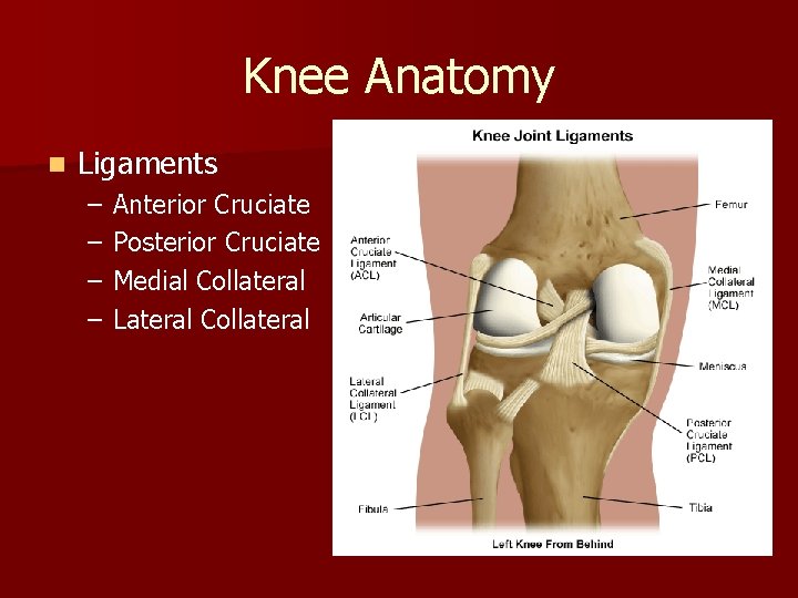 Knee Anatomy n Ligaments – – Anterior Cruciate Posterior Cruciate Medial Collateral Lateral Collateral