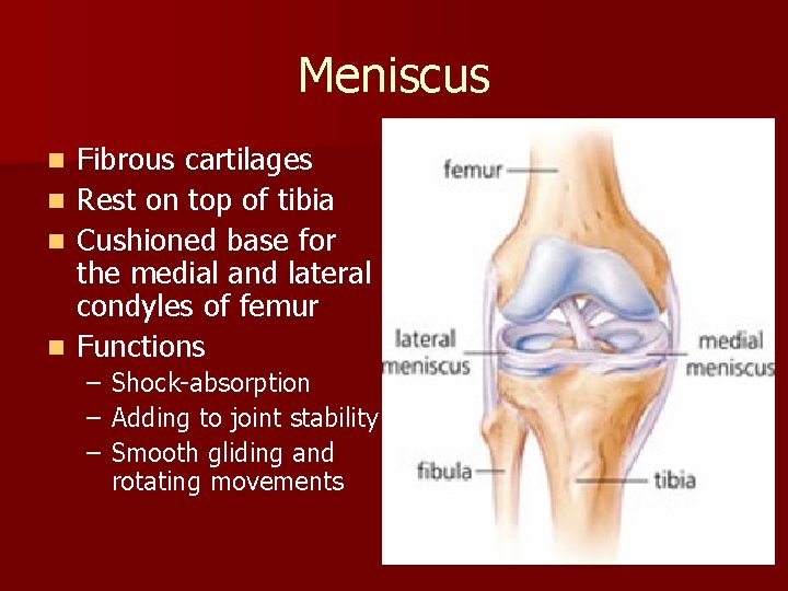 Meniscus n n Fibrous cartilages Rest on top of tibia Cushioned base for the