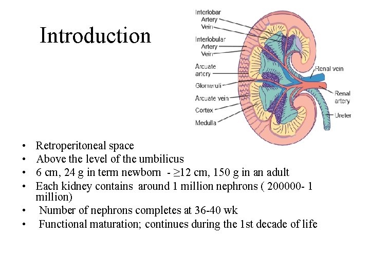 Introduction • • Retroperitoneal space Above the level of the umbilicus 6 cm, 24 Introduction • • Retroperitoneal space Above the level of the umbilicus 6 cm, 24