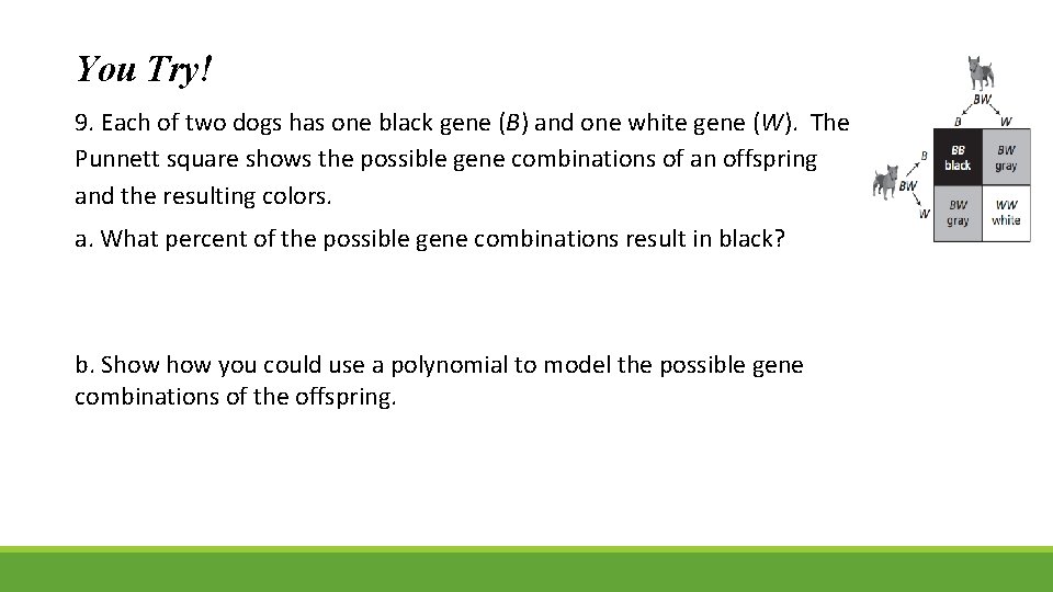 You Try! 9. Each of two dogs has one black gene (B) and one