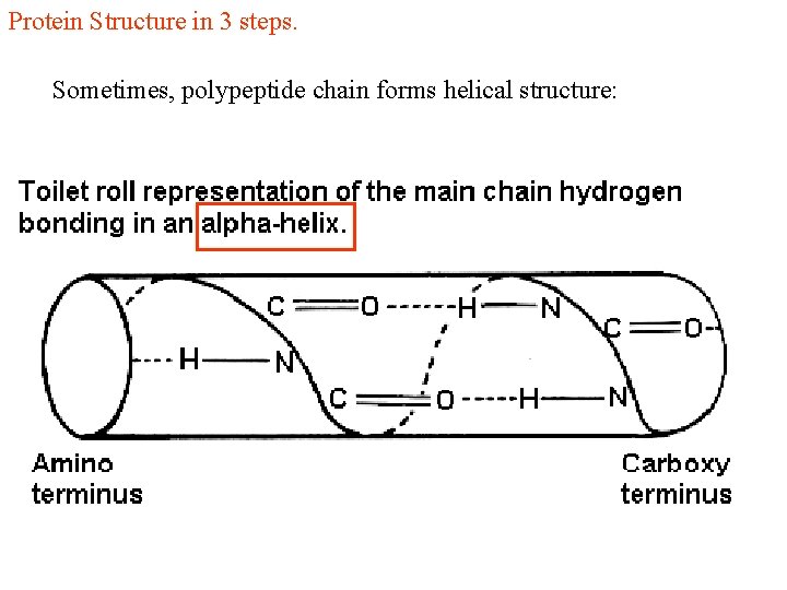 Protein Structure in 3 steps. Sometimes, polypeptide chain forms helical structure: Protein Structure in 3 steps. Sometimes, polypeptide chain forms helical structure: