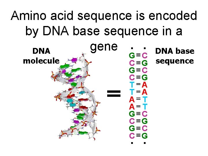 Amino acid sequence is encoded by DNA base sequence in a gene ・ ・ Amino acid sequence is encoded by DNA base sequence in a gene ・ ・