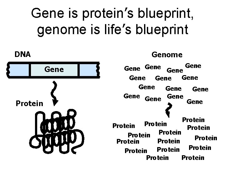 Gene is protein’s blueprint, genome is life’s blueprint DNA Genome Gene Protein Gene Gene Gene is protein’s blueprint, genome is life’s blueprint DNA Genome Gene Protein Gene Gene