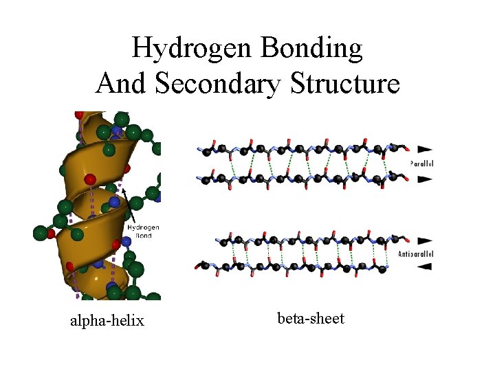 Hydrogen Bonding And Secondary Structure alpha-helix beta-sheet Hydrogen Bonding And Secondary Structure alpha-helix beta-sheet