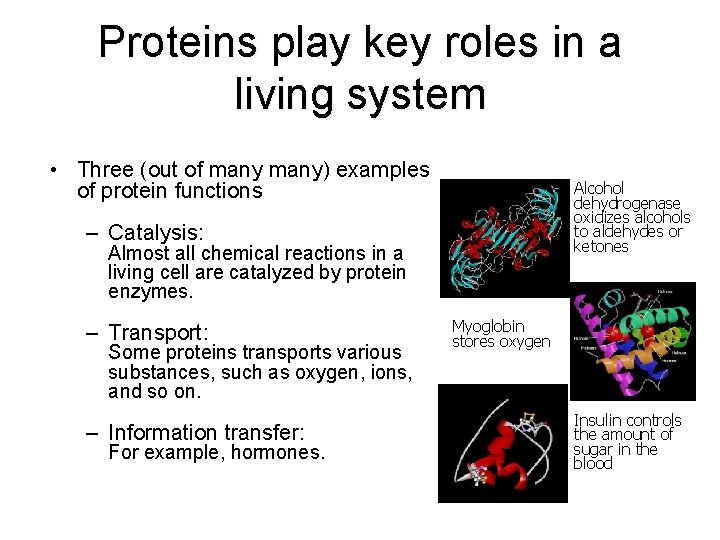Proteins play key roles in a living system • Three (out of many) examples Proteins play key roles in a living system • Three (out of many) examples