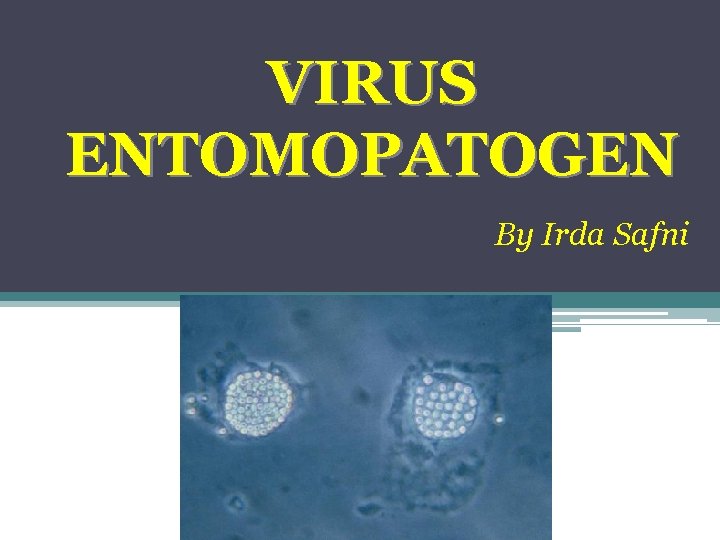 VIRUS ENTOMOPATOGEN By Irda Safni 