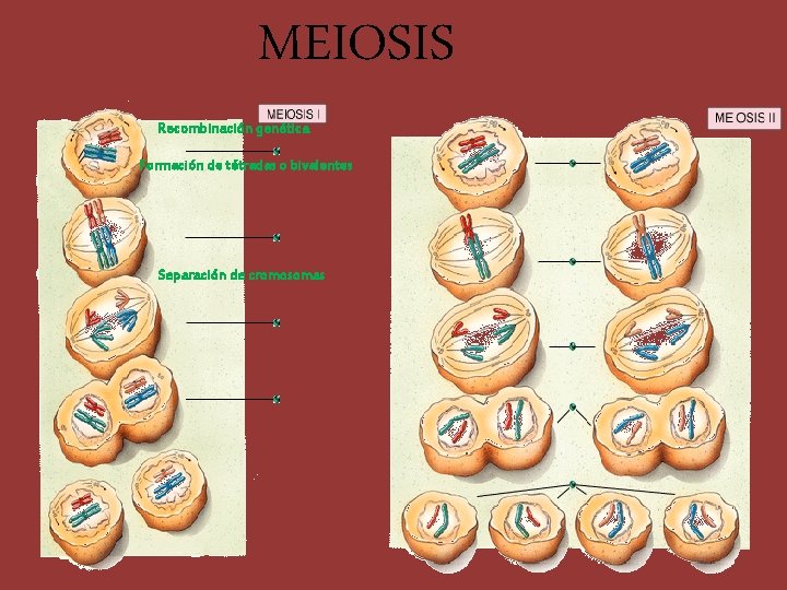 MEIOSIS Recombinación genética Formación de tétradas o bivalentes Separación de cromosomas 