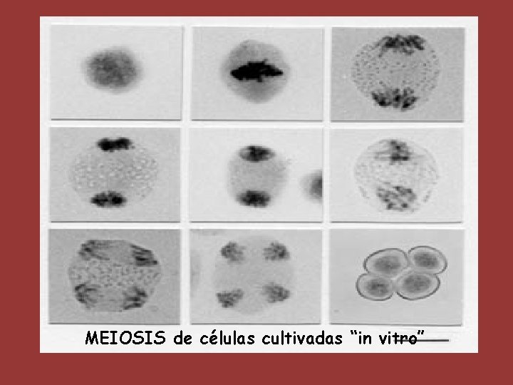 MEIOSIS de células cultivadas “in vitro” 