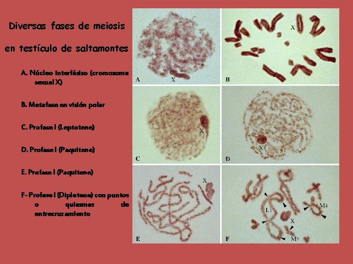 Diversas fases de meiosis en testículo de saltamontes A. Núcleo interfásiso (cromosoma sexual X)
