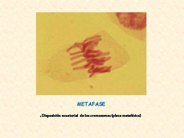 METAFASE * Disposición ecuatorial de los cromosomas (placa metafásica) 
