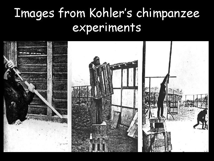 Images from Kohler’s chimpanzee experiments 