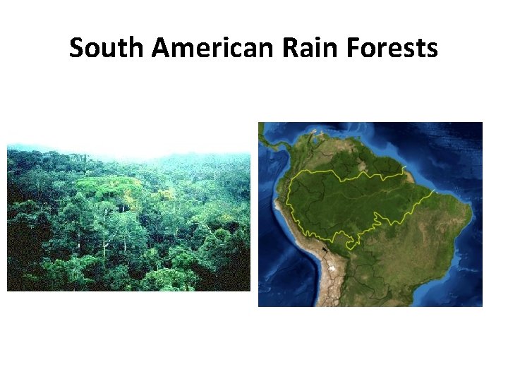 South American Rain Forests 
