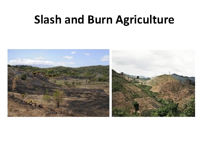 Slash and Burn Agriculture 