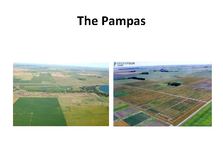 The Pampas 