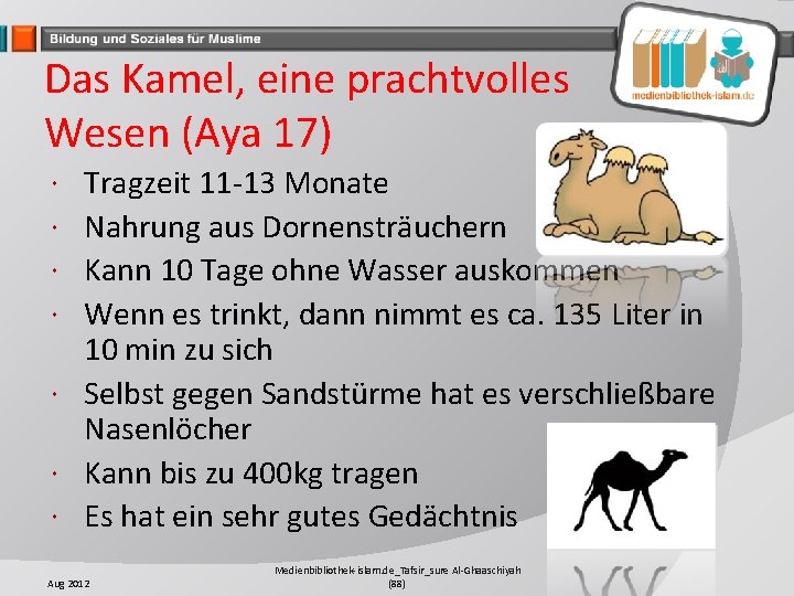 Das Kamel, eine prachtvolles Wesen (Aya 17) Tragzeit 11 -13 Monate Nahrung aus Dornensträuchern