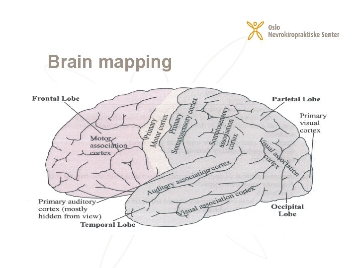 Brain mapping 
