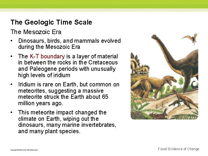 The Geologic Time Scale The Mesozoic Era • Dinosaurs, birds, and mammals evolved during