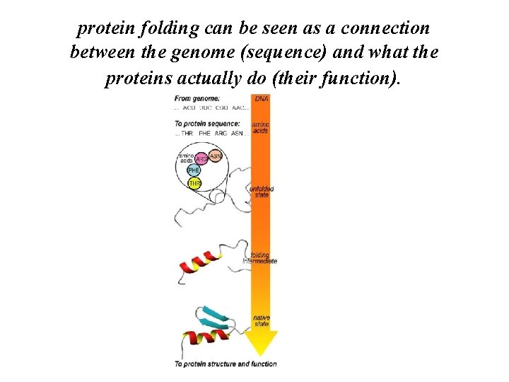 protein folding can be seen as a connection between the genome (sequence) and what