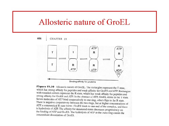 Allosteric nature of Gro. EL 