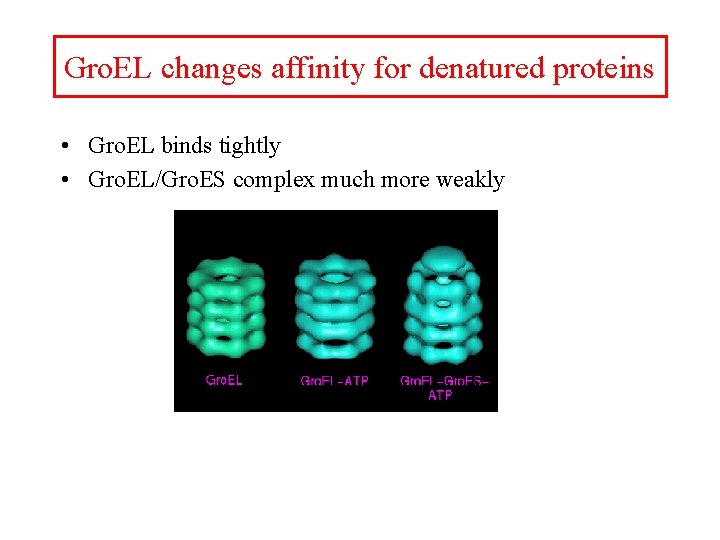 Gro. EL changes affinity for denatured proteins • Gro. EL binds tightly • Gro.