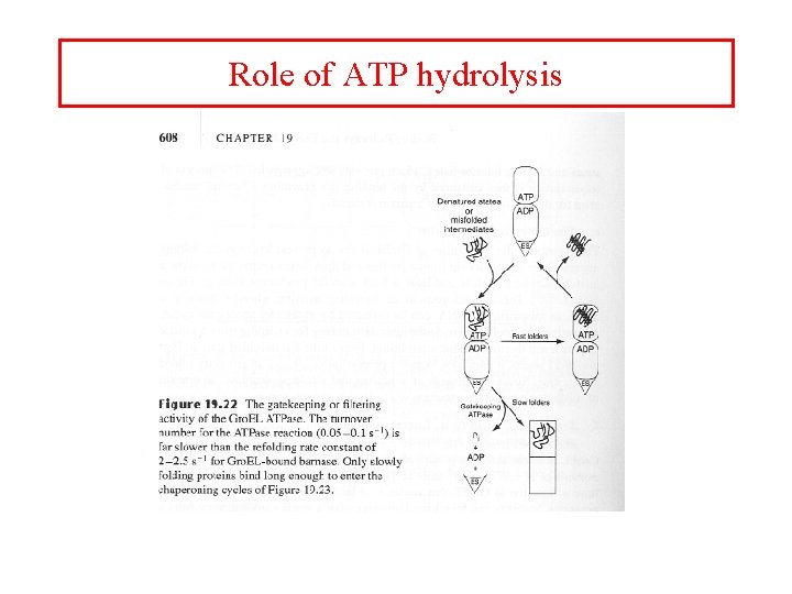 Role of ATP hydrolysis 