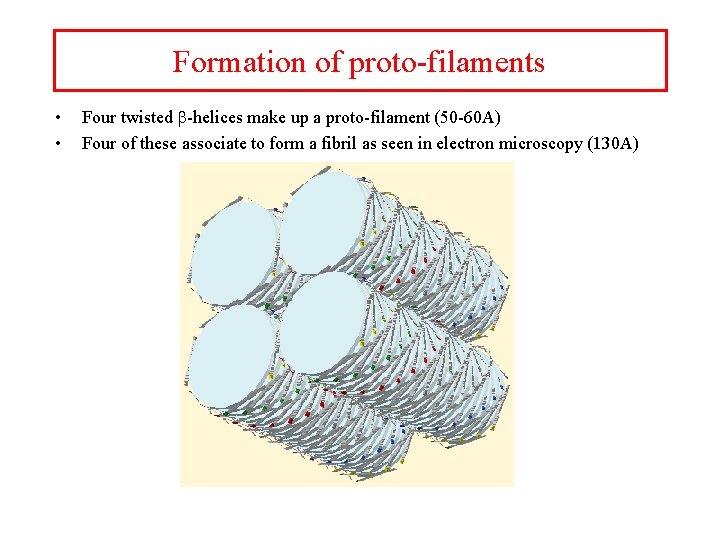 Formation of proto-filaments • • Four twisted b-helices make up a proto-filament (50 -60