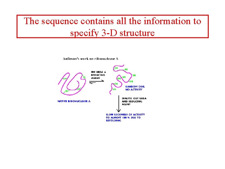 The sequence contains all the information to specify 3 -D structure 