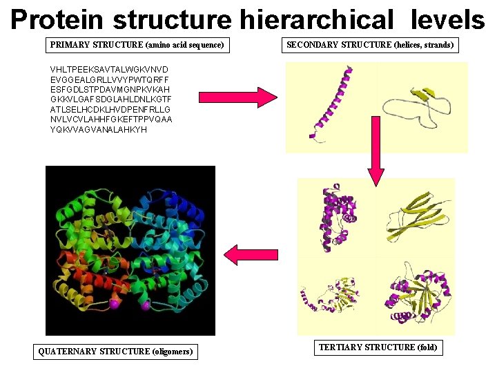 Protein structure hierarchical levels PRIMARY STRUCTURE (amino acid sequence) SECONDARY STRUCTURE (helices, strands) VHLTPEEKSAVTALWGKVNVD