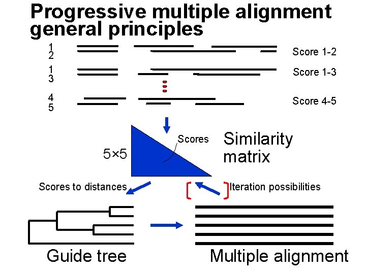 Progressive multiple alignment general principles 1 2 1 3 Score 1 -2 4 5
