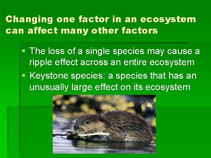 Changing one factor in an ecosystem can affect many other factors § The loss