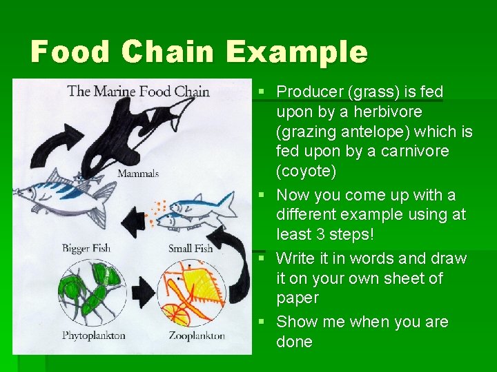 Food Chain Example § Producer (grass) is fed upon by a herbivore (grazing antelope)