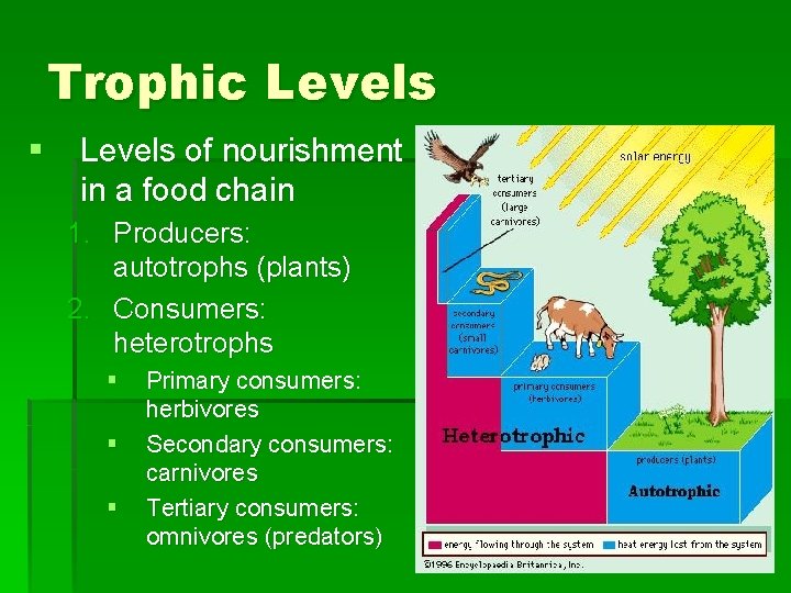 Trophic Levels § Levels of nourishment in a food chain 1. Producers: autotrophs (plants)