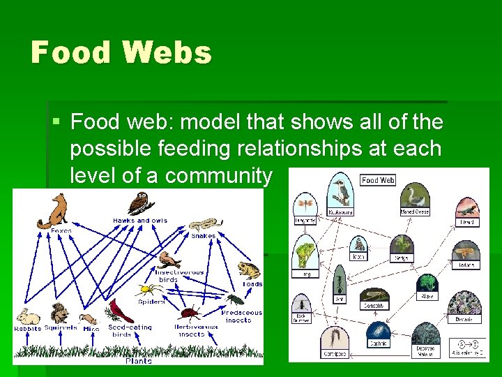 Food Webs § Food web: model that shows all of the possible feeding relationships