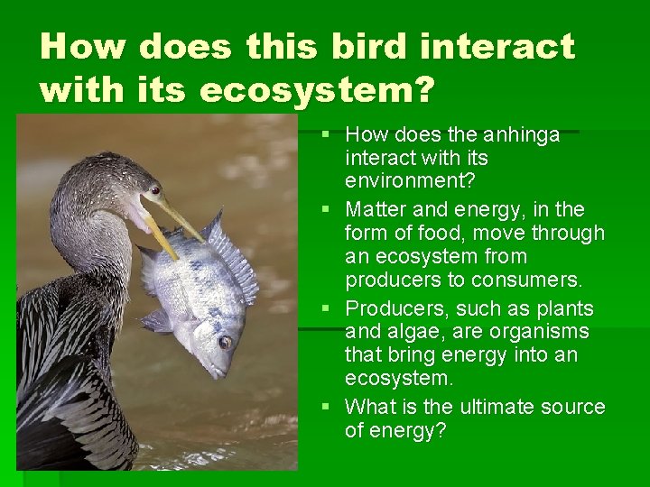 How does this bird interact with its ecosystem? § How does the anhinga interact