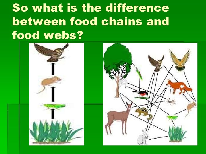 So what is the difference between food chains and food webs? 
