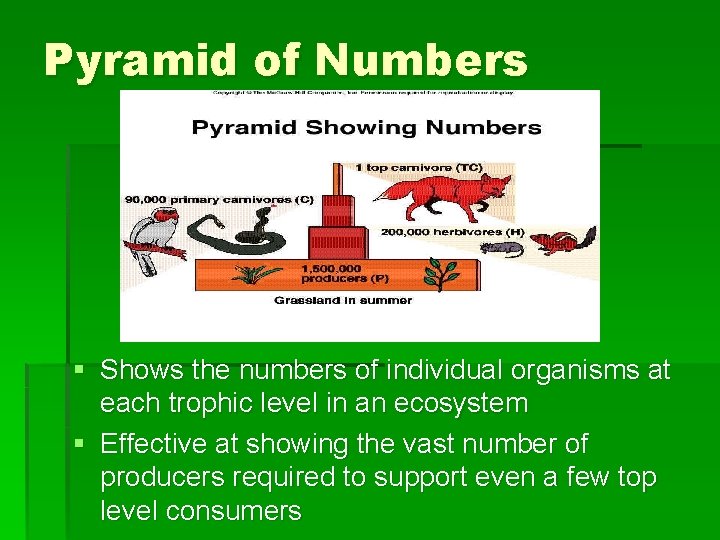 Pyramid of Numbers § Shows the numbers of individual organisms at each trophic level