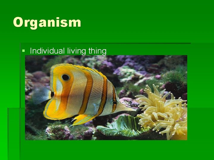 Organism § Individual living thing 