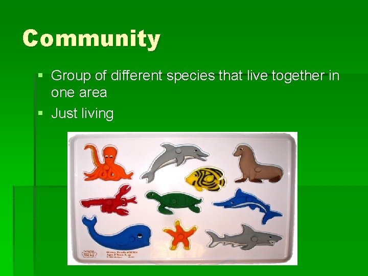 Community § Group of different species that live together in one area § Just