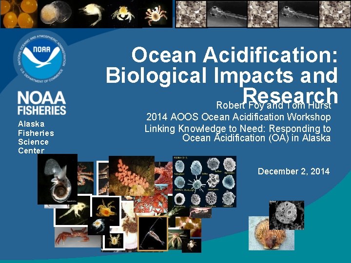 Ocean Acidification: Biological Impacts and Research Robert Foy and Tom Hurst Alaska Fisheries Science