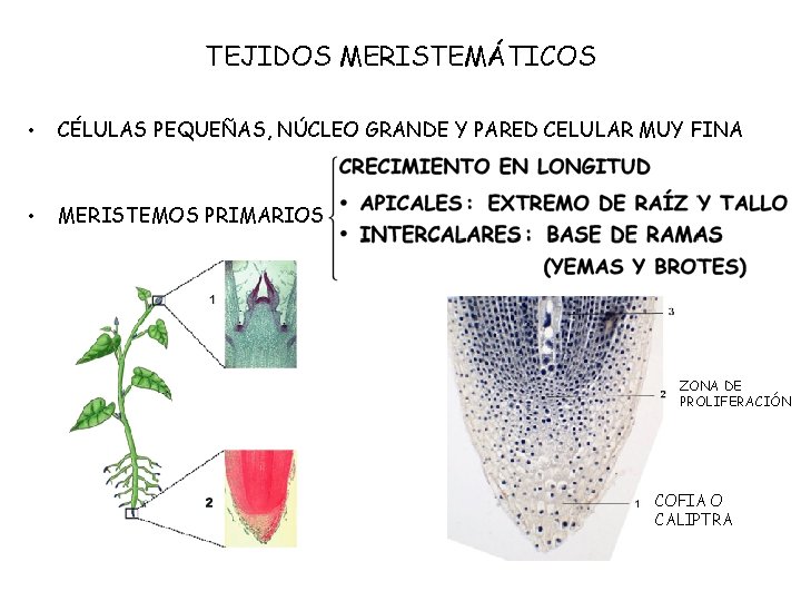 TEJIDOS VEGETALES MERISTEMTICOS CRECIMIENTO PRIMARIOS SECUNDARIOS ...