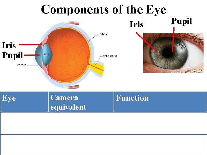 Components of the Eye Iris Pupil Eye Iris (coloured Camera equivalent Function Diaphragm Controls