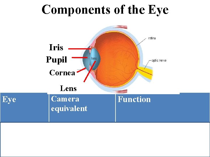 Components of the Eye Iris Pupil Cornea Eye Lens Camera equivalent Cornea & Converging