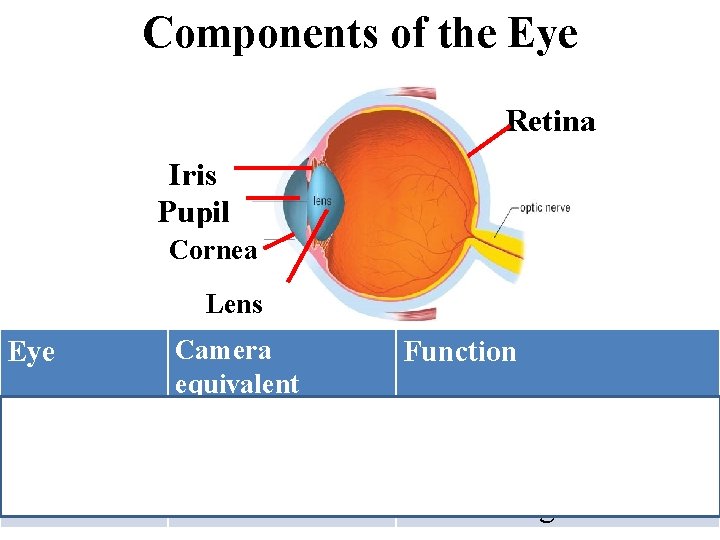 Components of the Eye Retina Iris Pupil Cornea Lens Eye Camera equivalent Function Retina