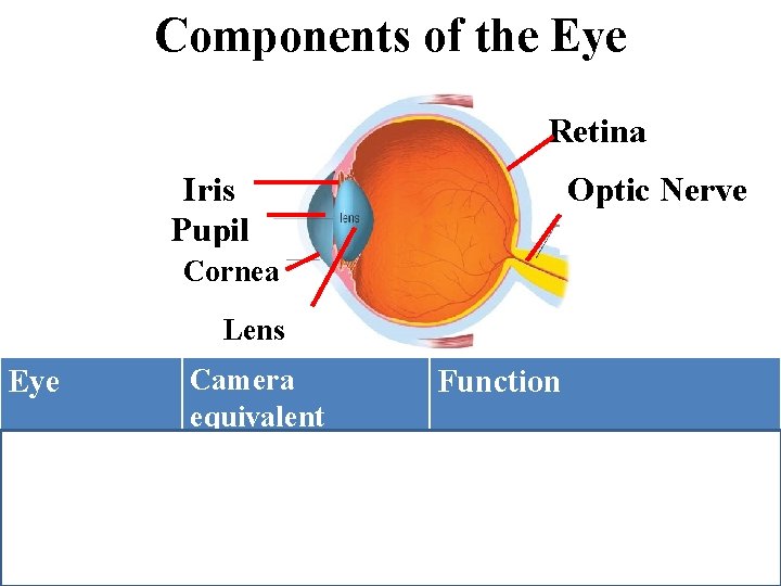Components of the Eye Retina Iris Pupil Optic Nerve Cornea Lens Eye Optic nerve
