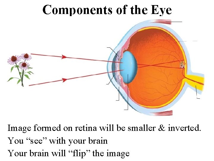 Components of the Eye Image formed on retina will be smaller & inverted. You